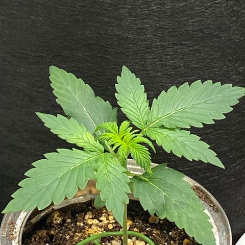 Unknown strain growlog timeline photo