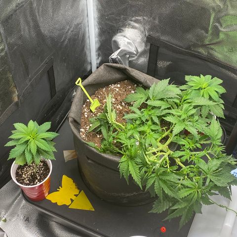 Unknown strain growlog timeline photo