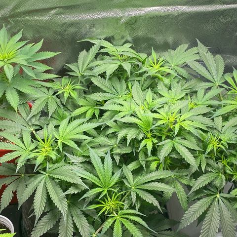 Unknown strain growlog timeline photo