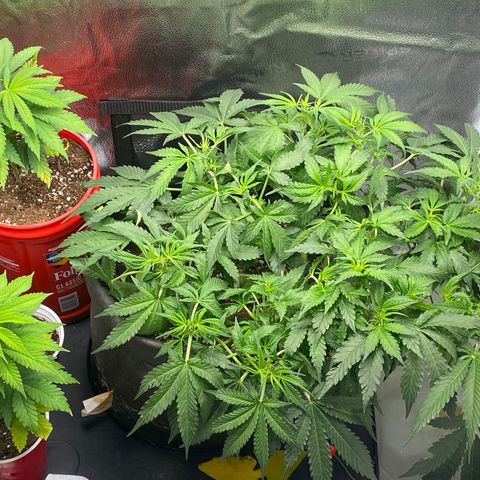 Unknown strain growlog timeline photo