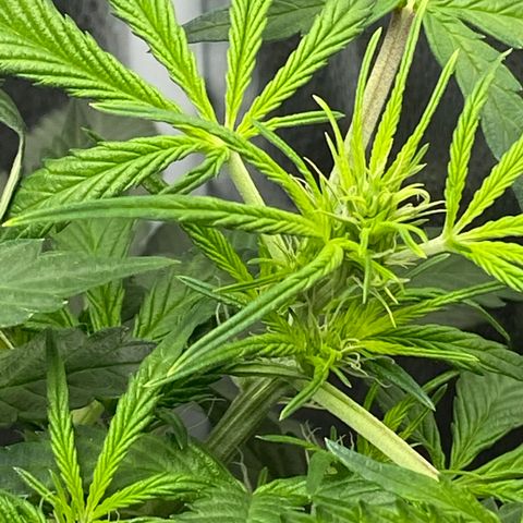 Unknown strain growlog timeline photo