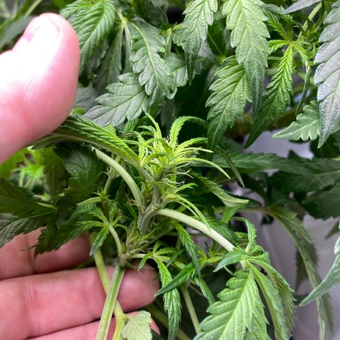 Unknown strain growlog timeline photo