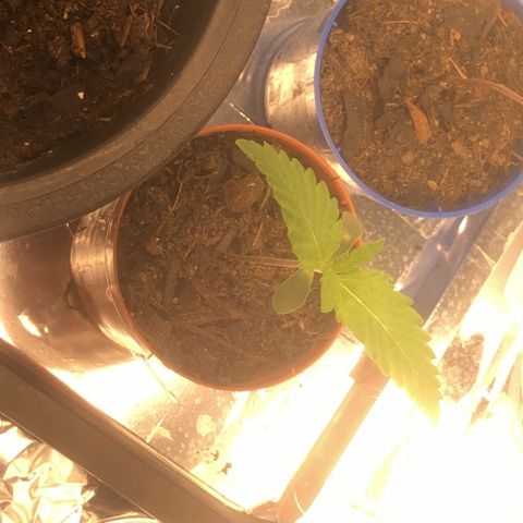 Natural growlog timeline photo