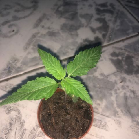 Natural growlog timeline photo