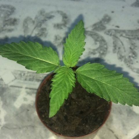 Natural growlog timeline photo