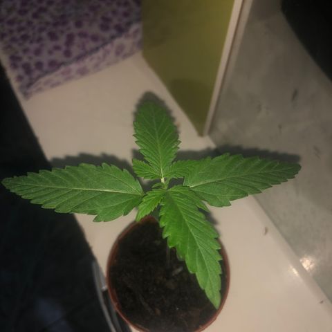 Natural growlog timeline photo