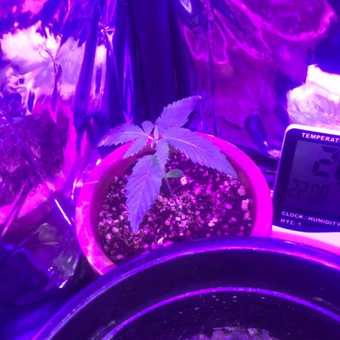Natural growlog timeline photo