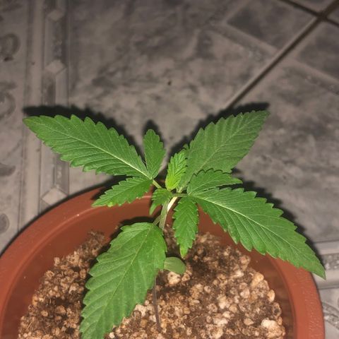 Natural growlog photo: Entrando no estágio de Vega 