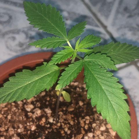 Natural growlog photo: Está mais com um pouco mais de Vigo mas acho que a está um pouco atrasada