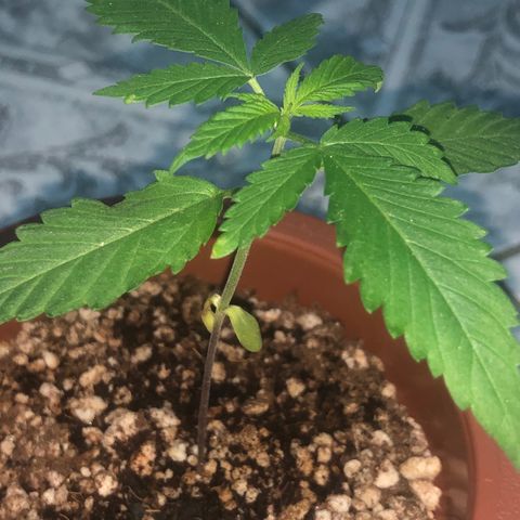 Natural growlog photo: Está mais com um pouco mais de Vigo mas acho que a está um pouco atrasada