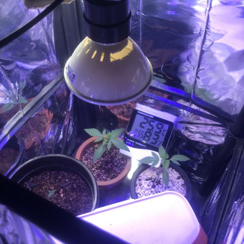 Natural growlog photo: Ajustei um led que já me ajudou com uma Vega mais rápida (é gambiarrakkkj)