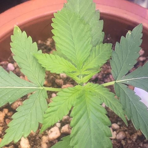 Natural growlog photo: Está se mostrando muito vigorosa e resistente ao ambiente instável e tropical