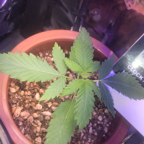 Natural growlog photo: Está se mostrando muito vigorosa e resistente ao ambiente instável e tropical