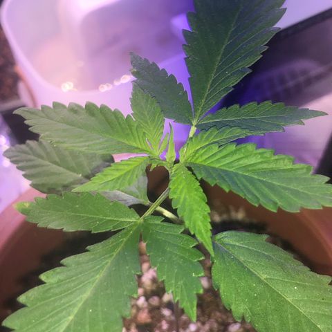 Natural growlog timeline photo