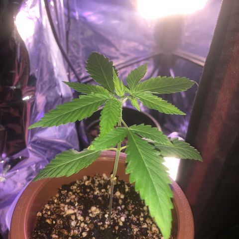Natural growlog photo: Crescimento acelerando