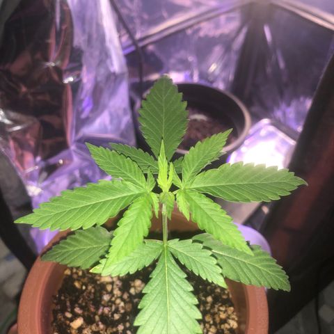 Natural growlog photo: Crescimento acelerando