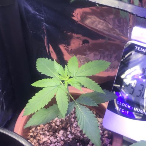 Natural growlog photo: O cheiro já está bem evidente