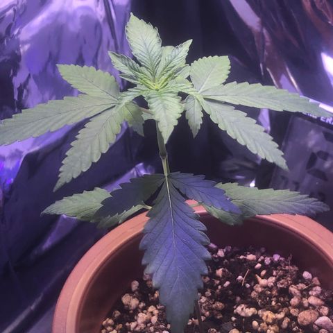 Natural growlog photo: Está bem vigorosa