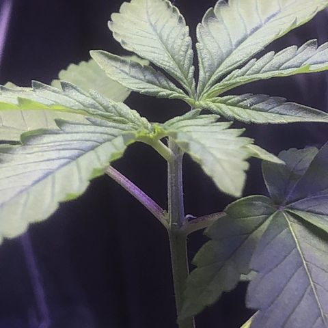 Natural growlog photo: Além da poda estou aumentando a velocidade do ventilador para engrossa do caule 