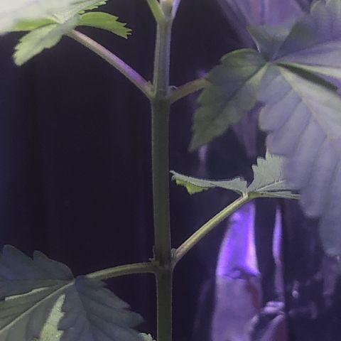 Natural growlog photo: Além da poda estou aumentando a velocidade do ventilador para engrossa do caule 