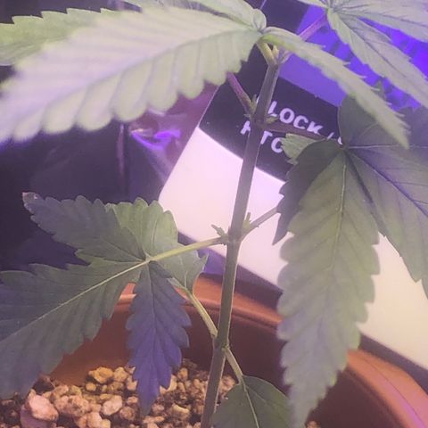 Natural growlog photo: 3 dia da poda topping já está desenvolvendo as ramificações laterais e estou providenciando um solo para fazer o transplante, espero fazer o transplante no quinto dia ou sétimo dia.