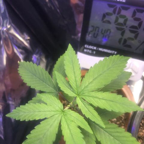 Natural growlog photo: 3 dia da poda topping já está desenvolvendo as ramificações laterais e estou providenciando um solo para fazer o transplante, espero fazer o transplante no quinto dia ou sétimo dia.