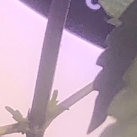 Natural growlog timeline photo
