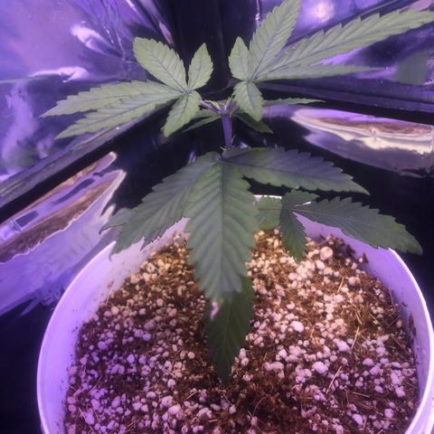 Natural growlog photo: Está se desenvolvendo muitooo beemm estão lindas