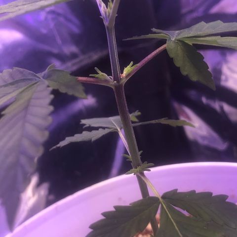 Natural growlog photo: Está se desenvolvendo muitooo beemm estão lindas