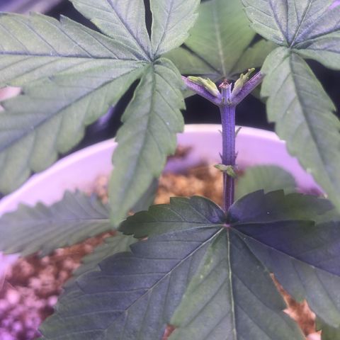 Natural growlog photo: Está se desenvolvendo muitooo beemm estão lindas
