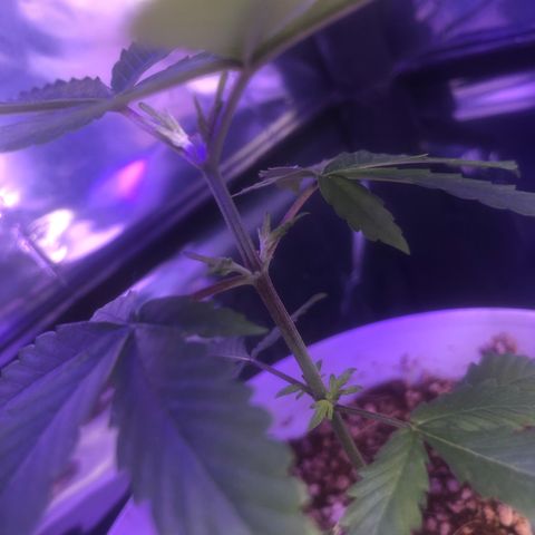 Natural growlog timeline photo
