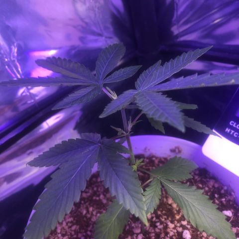Natural growlog timeline photo