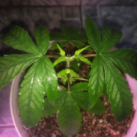 Natural growlog photo: Bem mais cedo dei um molhada legal nela pra lavar as folhas quando mais tarde usei do meu fertilizante npk 