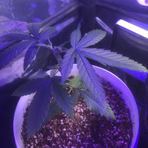 Natural growlog photo: Bem mais cedo dei um molhada legal nela pra lavar as folhas quando mais tarde usei do meu fertilizante npk 