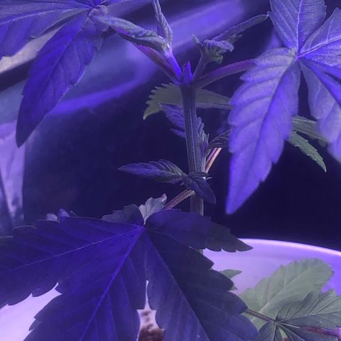 Natural growlog photo: Bem mais cedo dei um molhada legal nela pra lavar as folhas quando mais tarde usei do meu fertilizante npk 