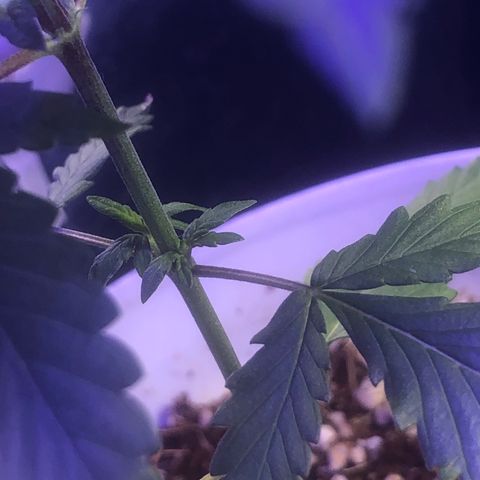 Natural growlog photo: Bem mais cedo dei um molhada legal nela pra lavar as folhas quando mais tarde usei do meu fertilizante npk 