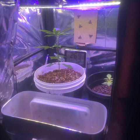 Natural growlog photo: Growbiarra dando certo kkkkkk 