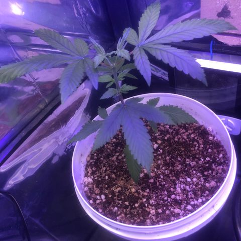 Natural growlog photo: Growbiarra dando certo kkkkkk 