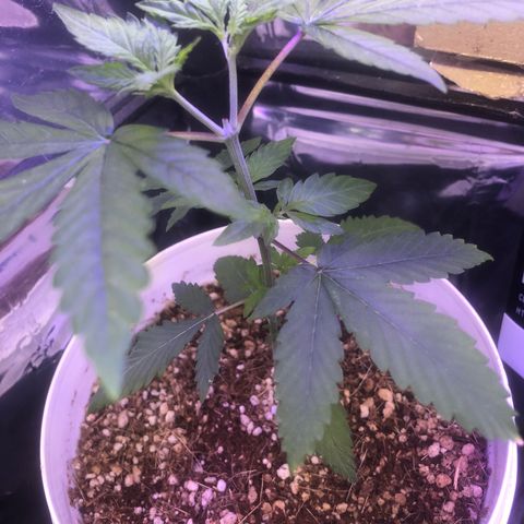 Natural growlog timeline photo