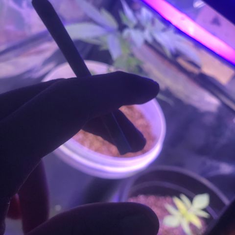 Natural growlog photo: Esqueci os arames para fazer as amarras LST lkkk amanhã eu faço umas 11 da noite 