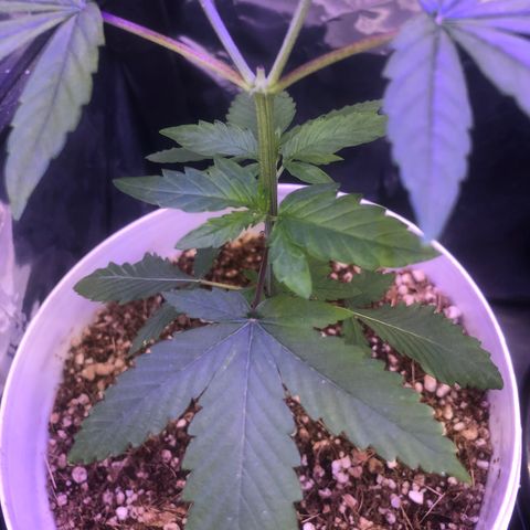 Natural growlog photo: Esqueci os arames para fazer as amarras LST lkkk amanhã eu faço umas 11 da noite 