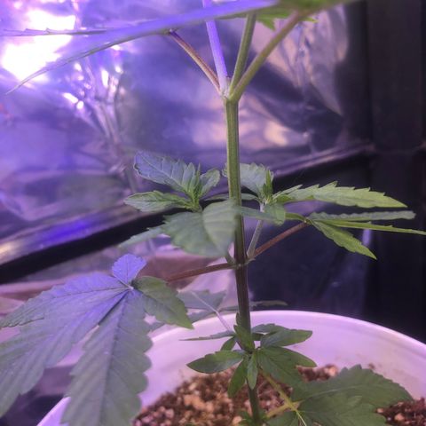 Natural growlog photo: Esqueci os arames para fazer as amarras LST lkkk amanhã eu faço umas 11 da noite 