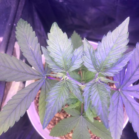 Natural growlog photo: Esqueci os arames para fazer as amarras LST lkkk amanhã eu faço umas 11 da noite 