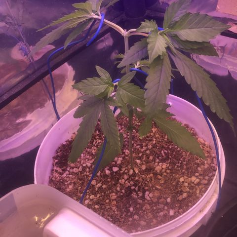Natural growlog photo: Amarras LST ela está bem grande mas foi no tempo dela kkkk 