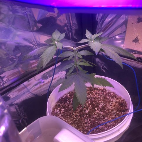 Natural growlog photo: Após algumas horas ela já se adaptou bem 🦨