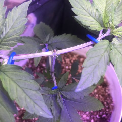 Natural growlog timeline photo