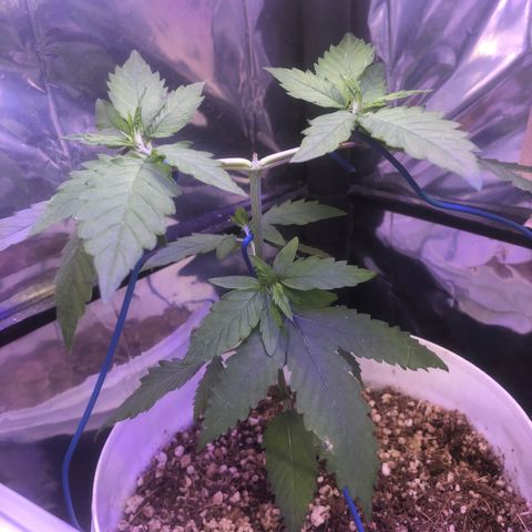 Natural growlog timeline photo