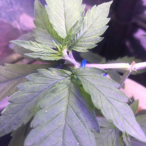 Natural growlog timeline photo