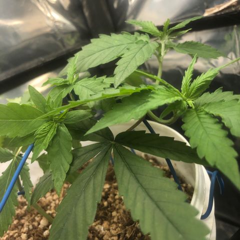 Natural growlog photo: LST muito doido kkkk