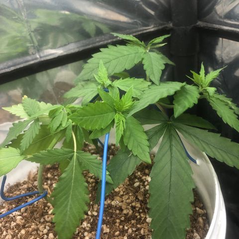 Natural growlog photo: LST muito doido kkkk